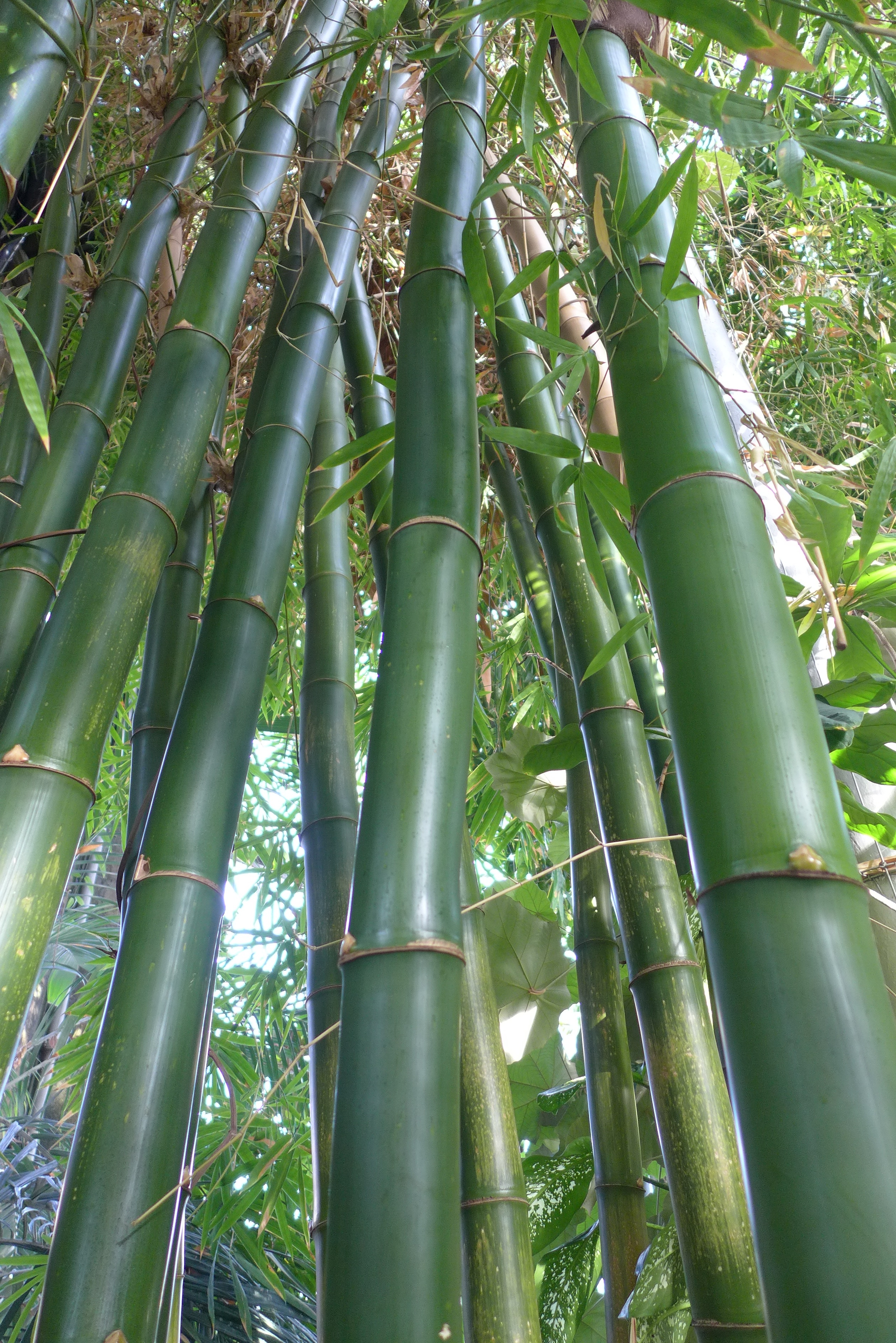 Green culms of Bambusa vulgaris