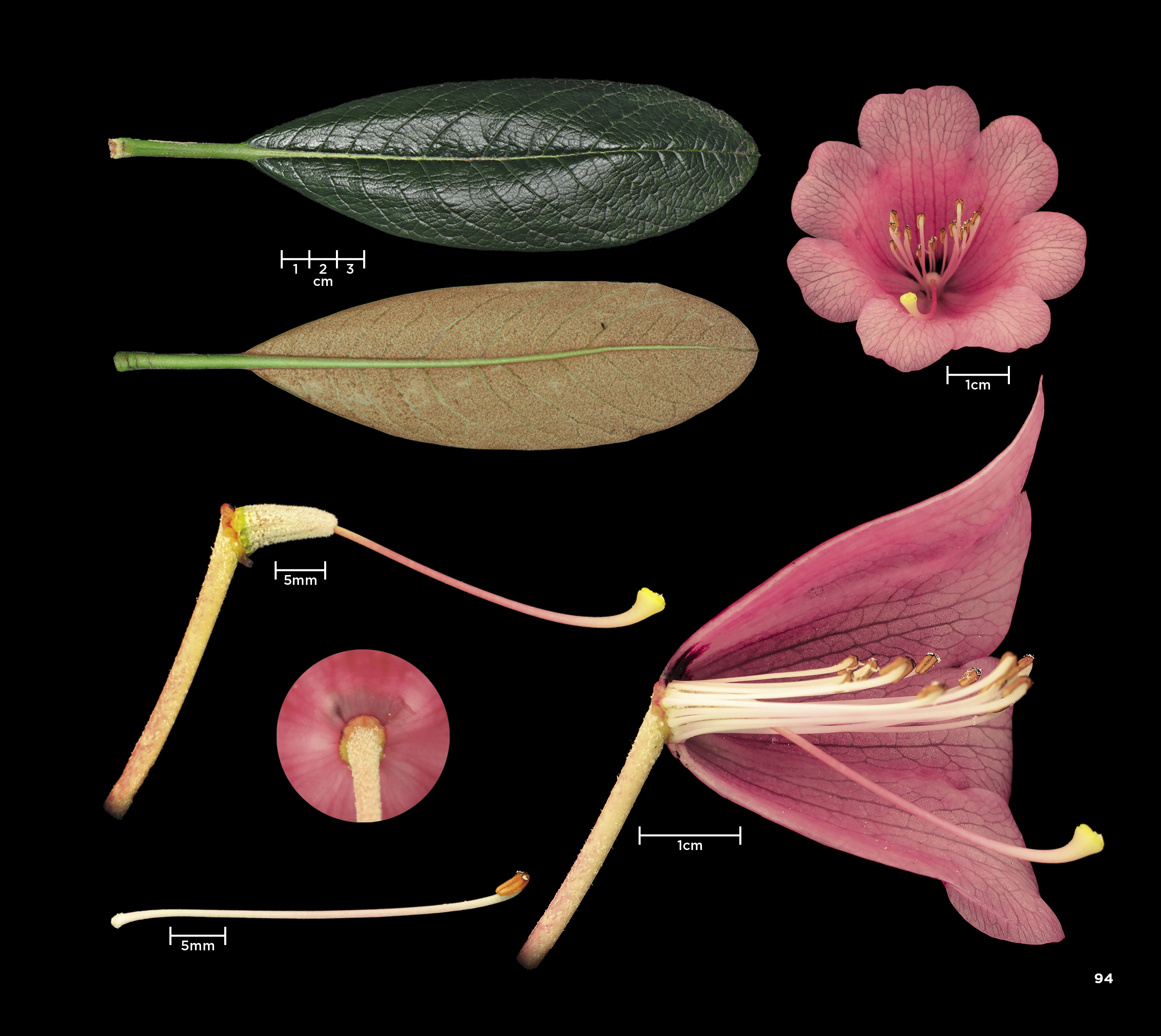 					View No. 26 (2026): Special Issue: Rhododendron in gardens
				
