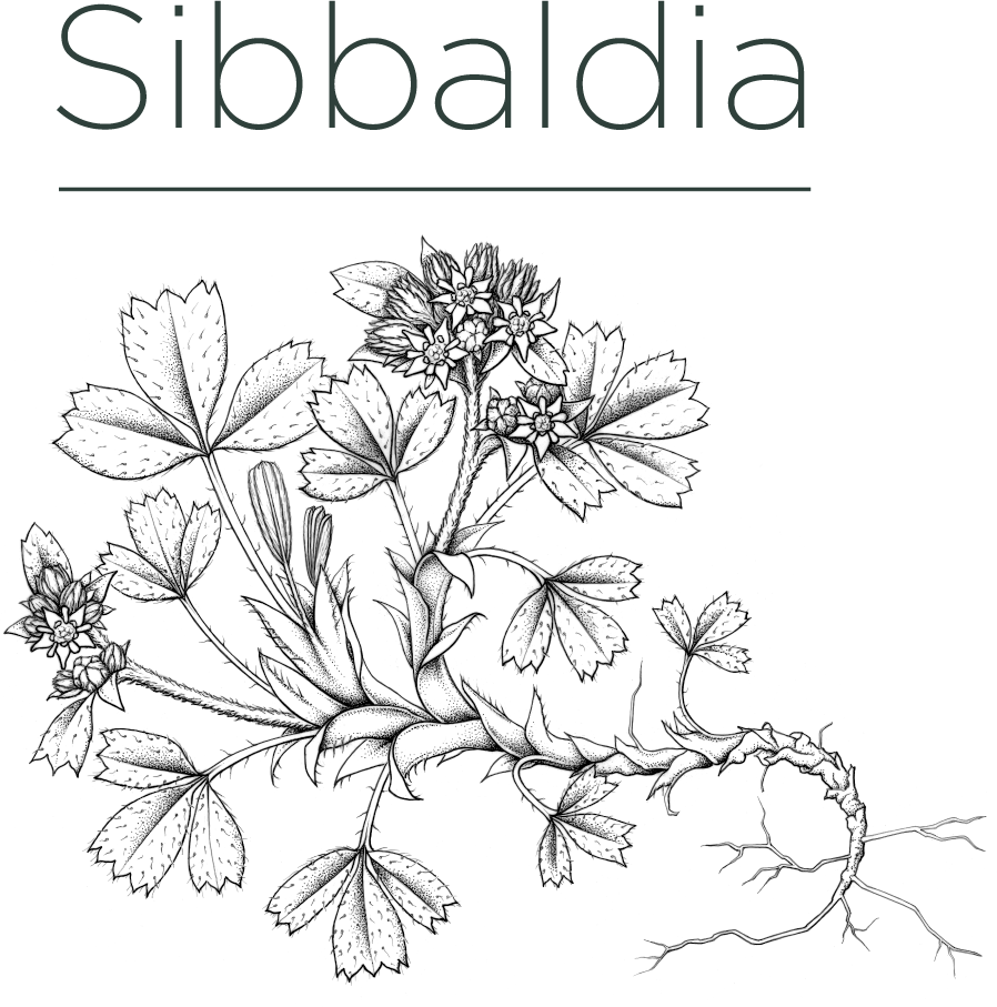 The logo of ‘Sibbaldia: The Journal of Botanic Garden Horticulture’