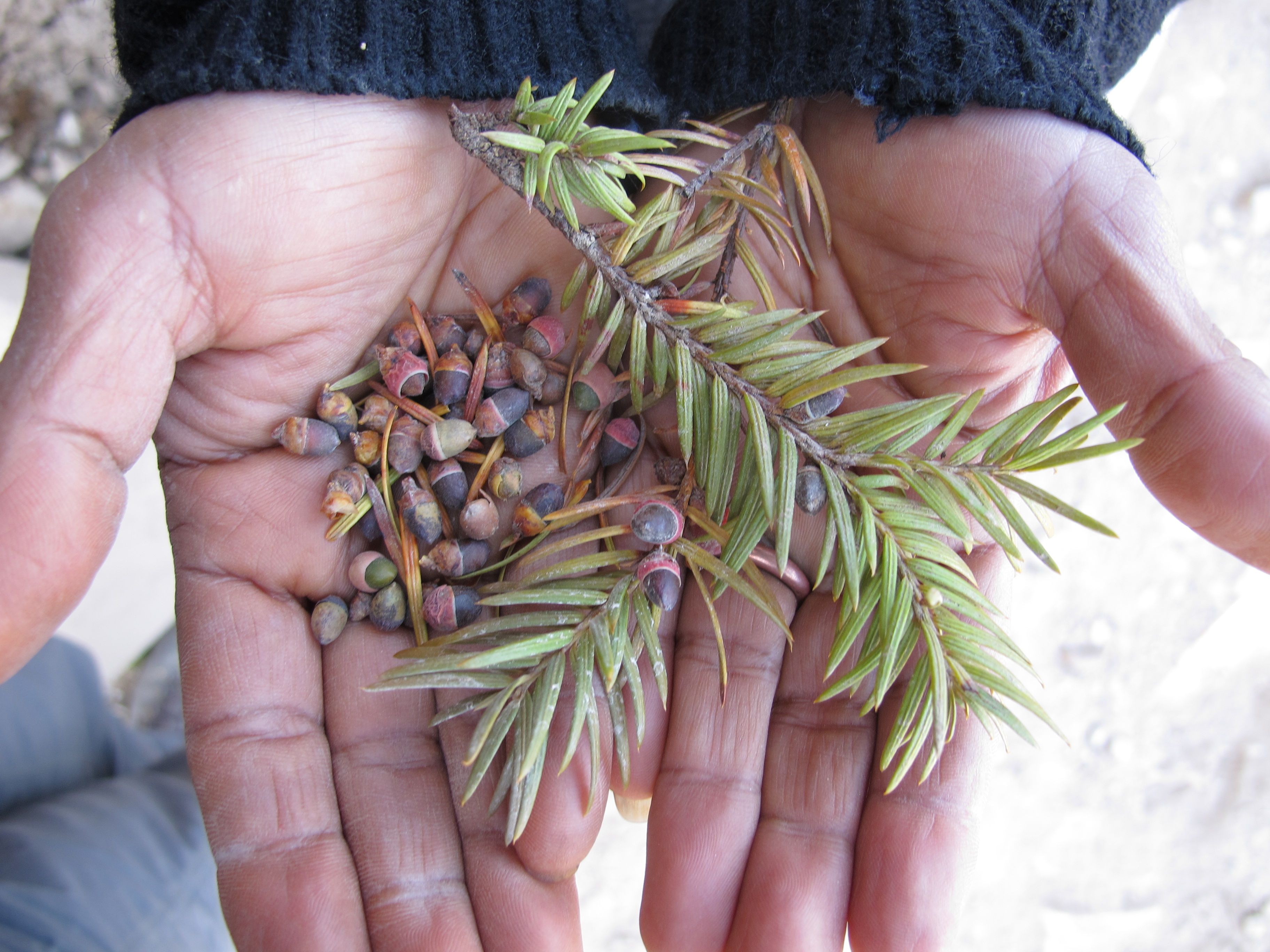 A pair of hands holding yew seed and a short branch in the palms