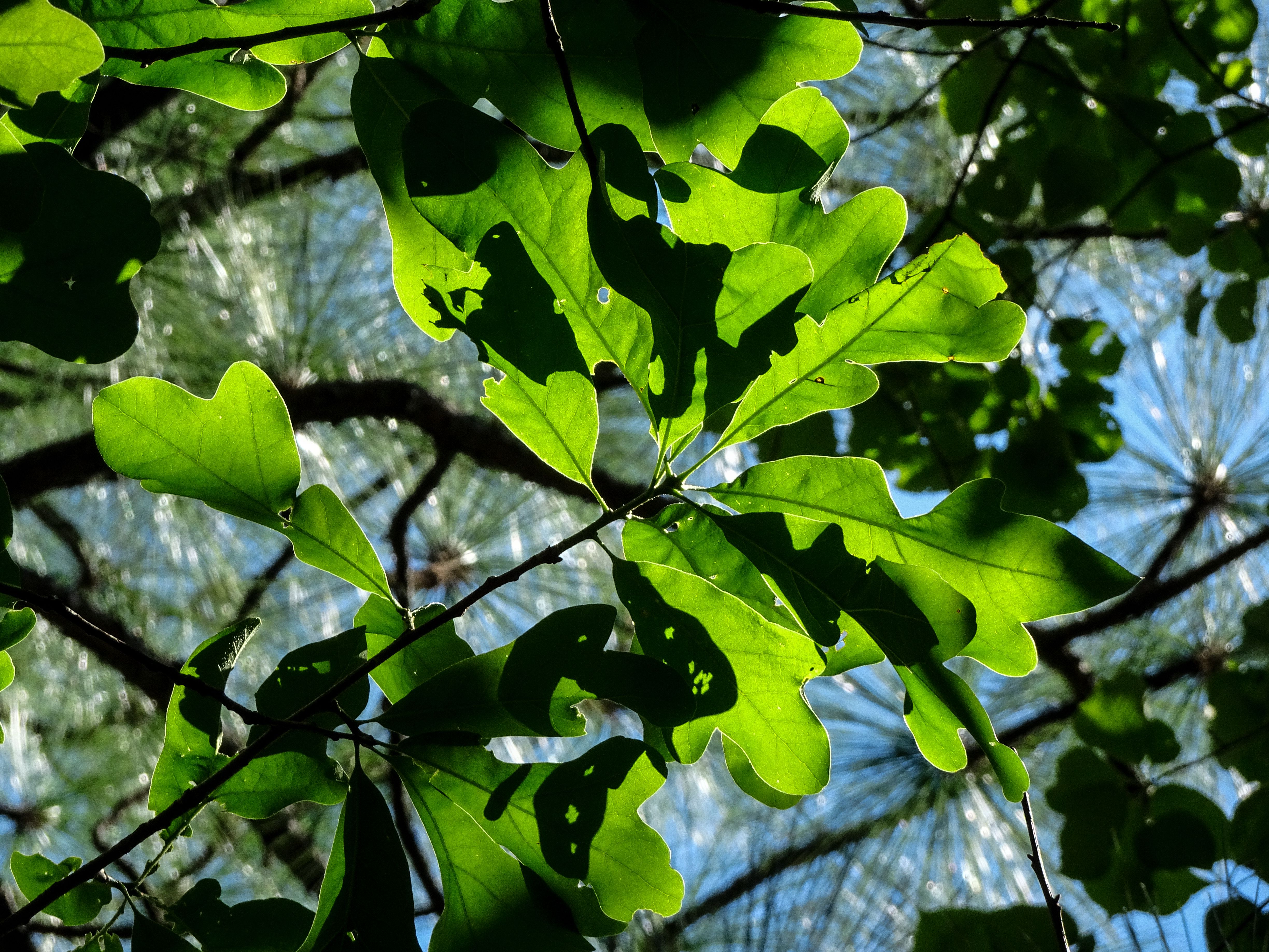 Underside of leaves with sun shining through from above