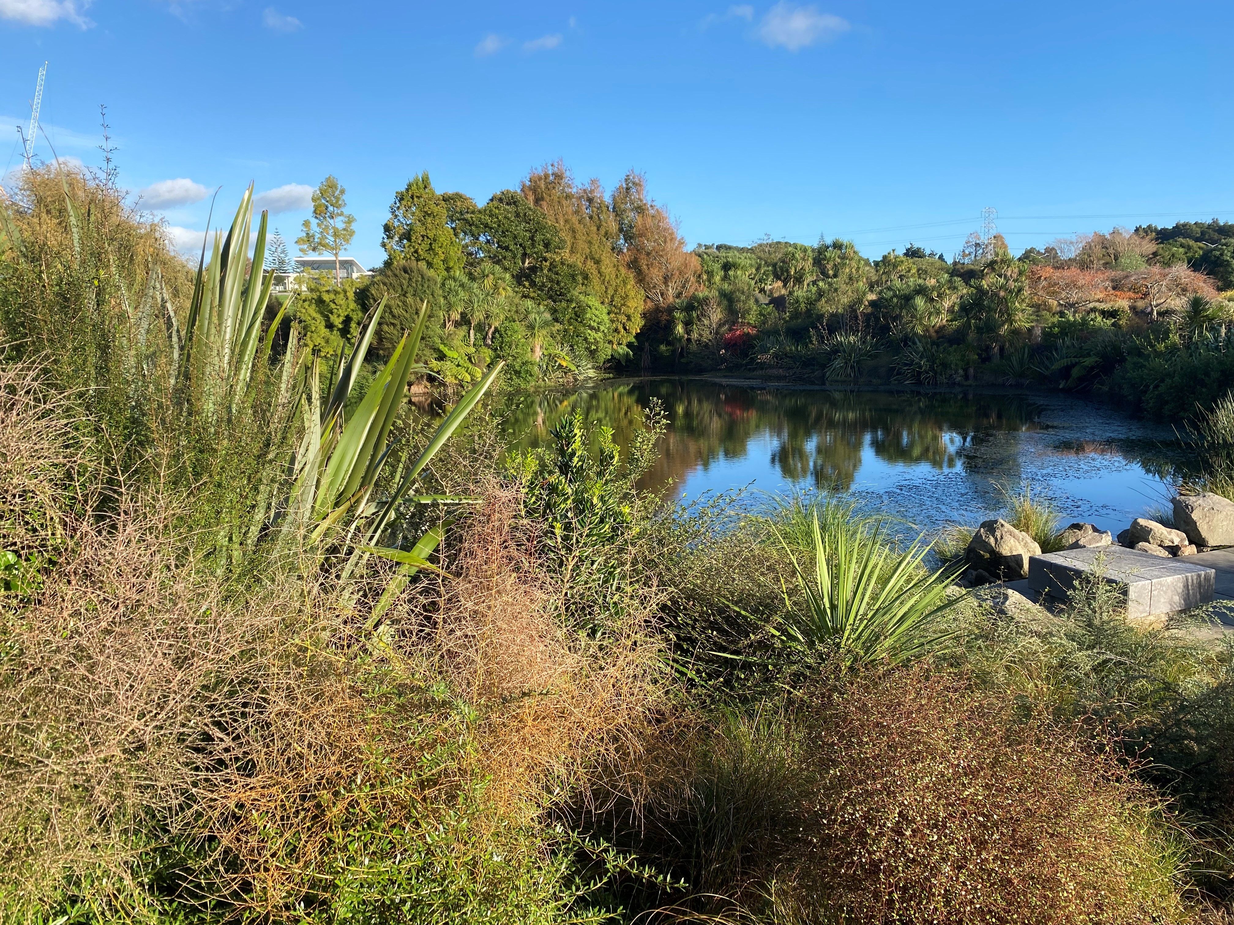 Vegetation and pond with blue sky