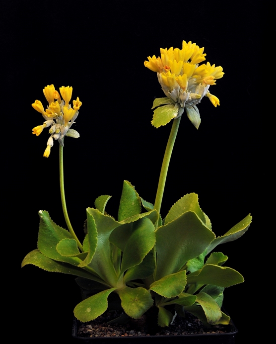 Yellow flowered plant with fleshy green leaves on a black background