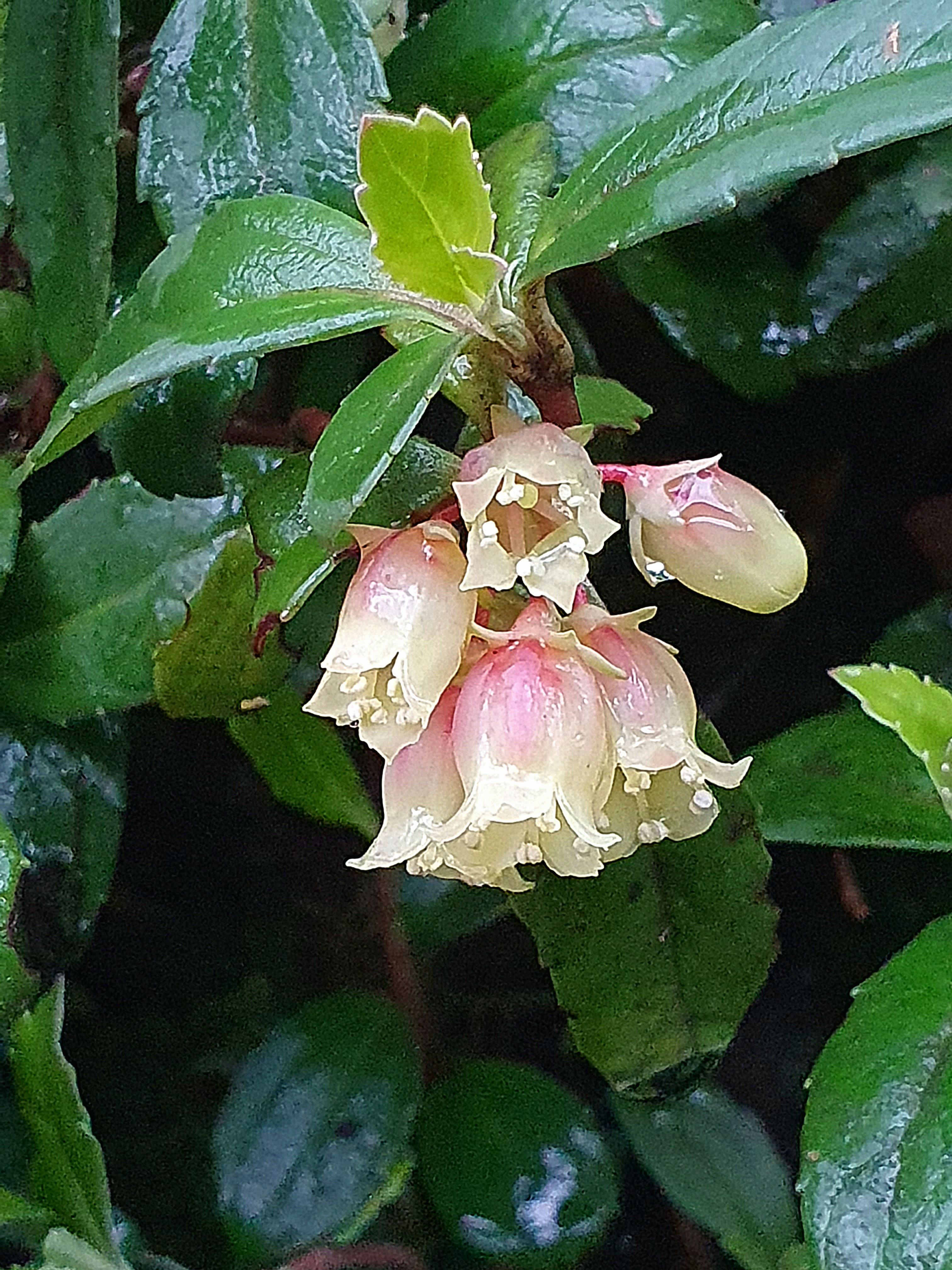 Pale pink bell-shaped flowers on a background of dark leaves belonging to the same species