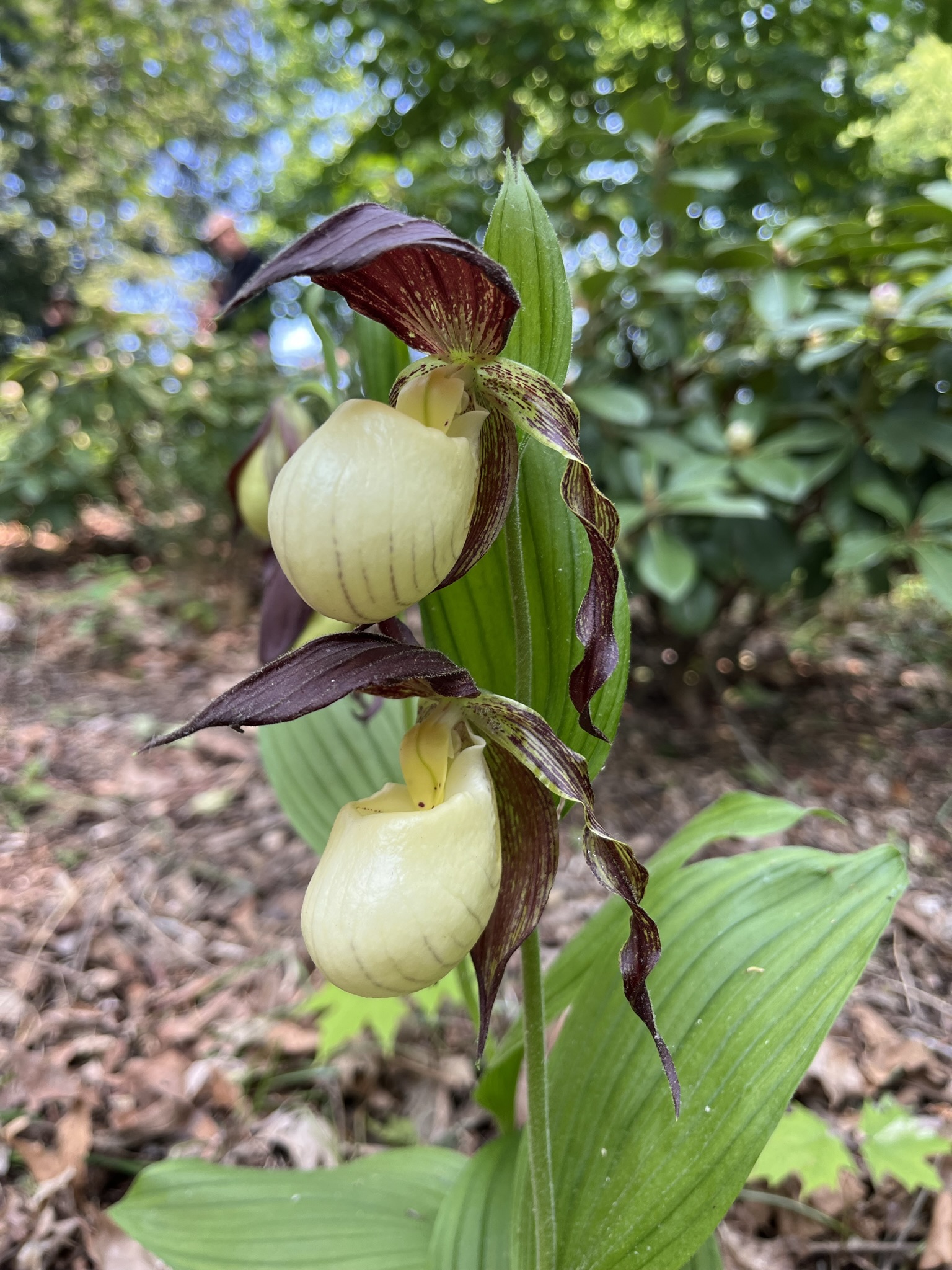 Cypripedium kentuckiense