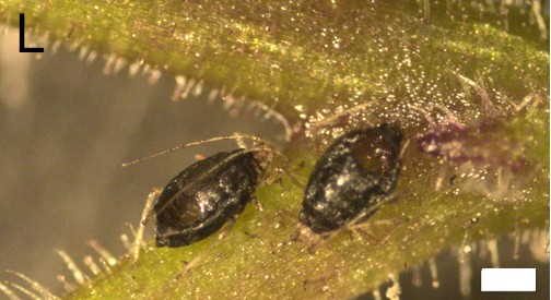 Aphis sp on Streptocarpus rexii