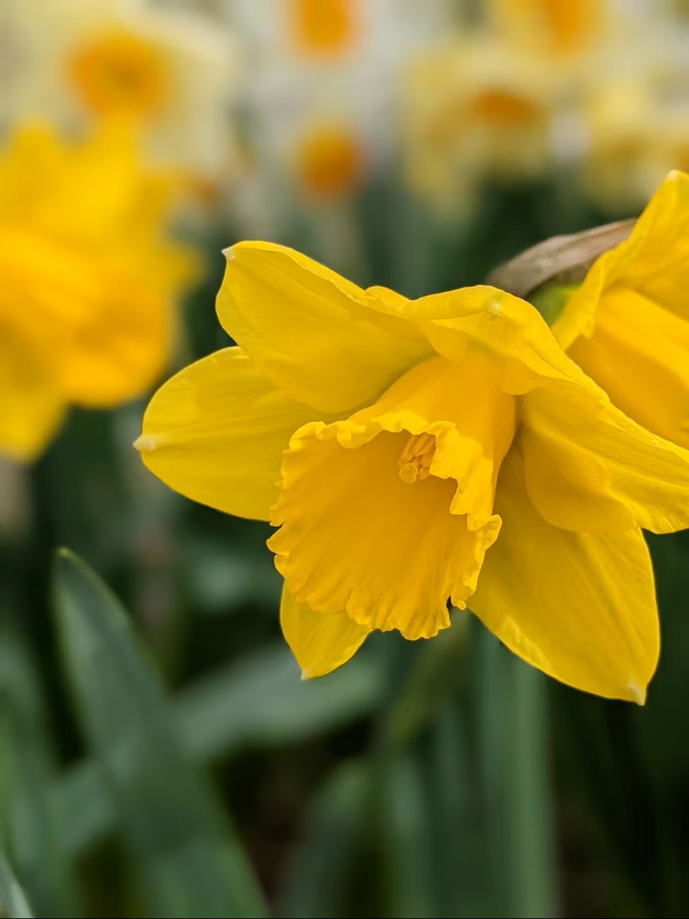 A yellow flower