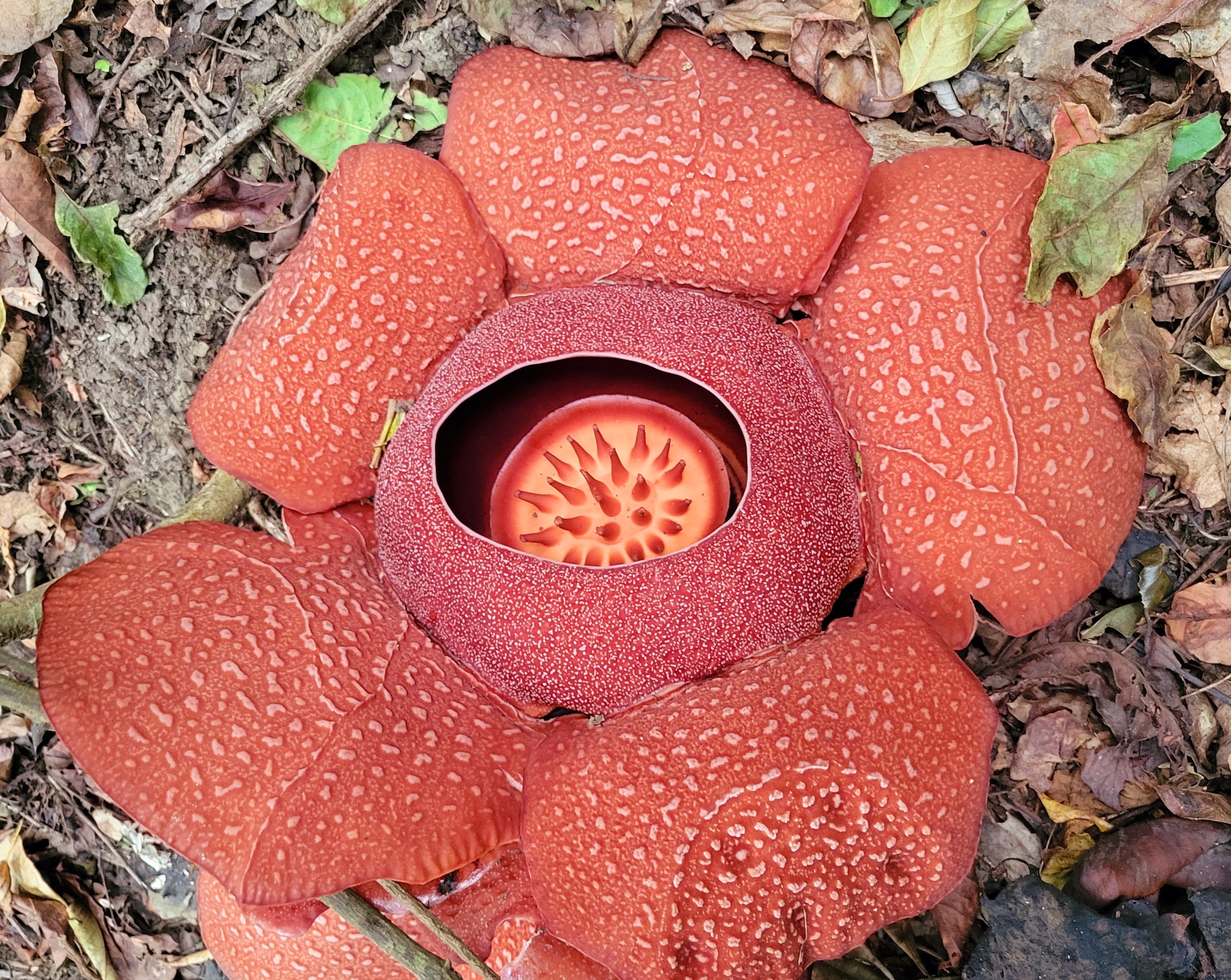 Flower of Rafflesia speciosa