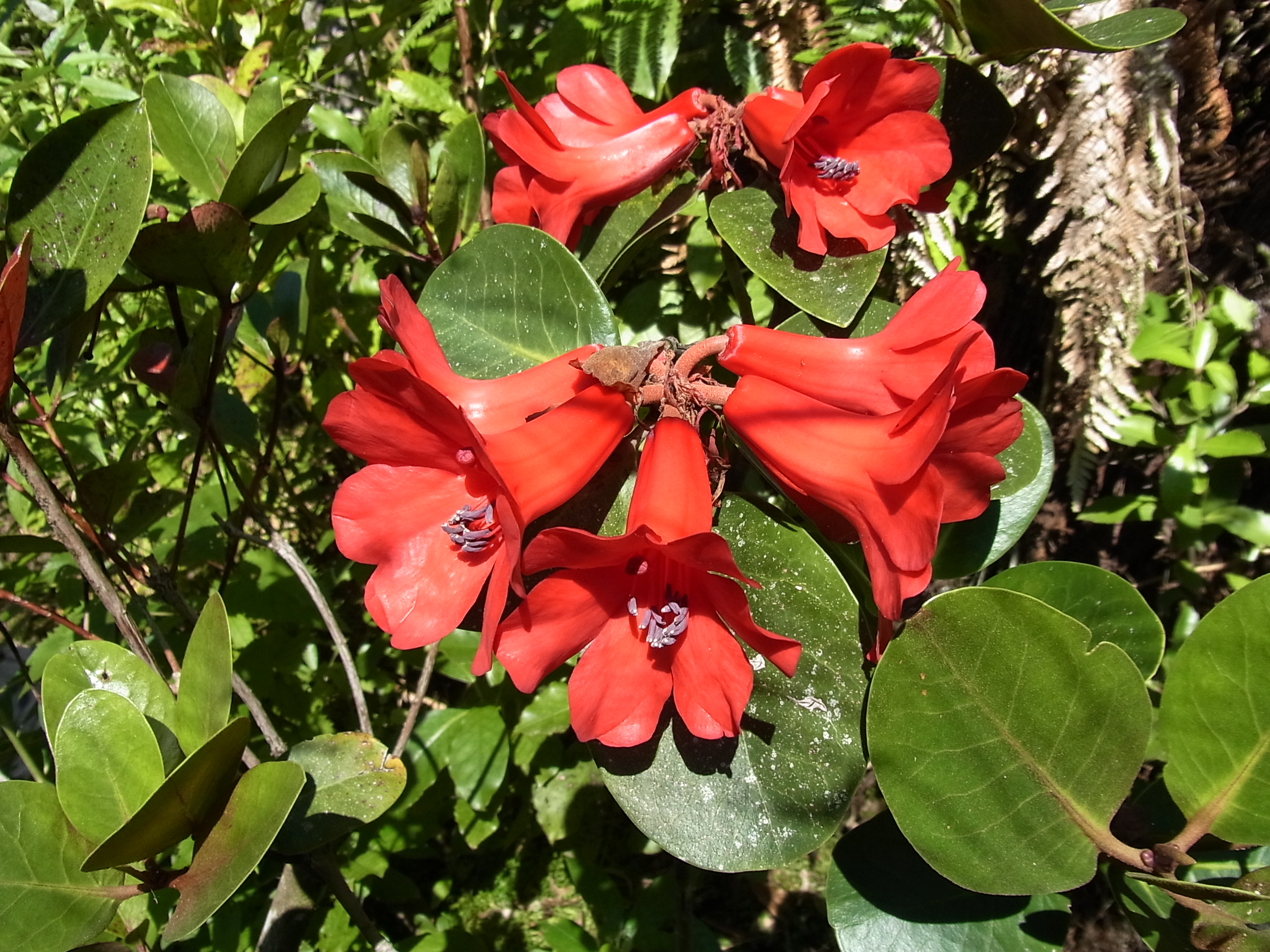 Red flowers of Rh hellwigii