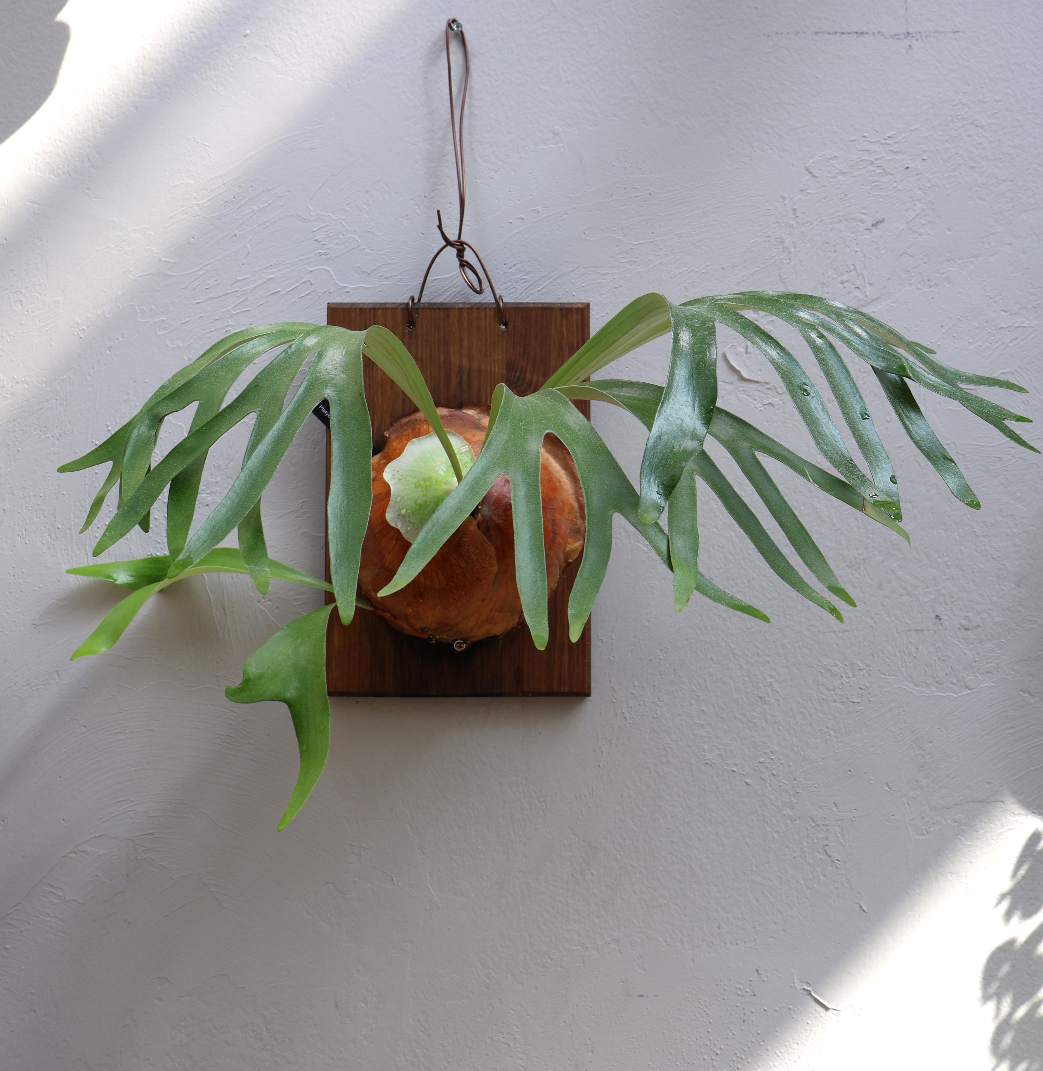 image of stag horn fern mounted on wood