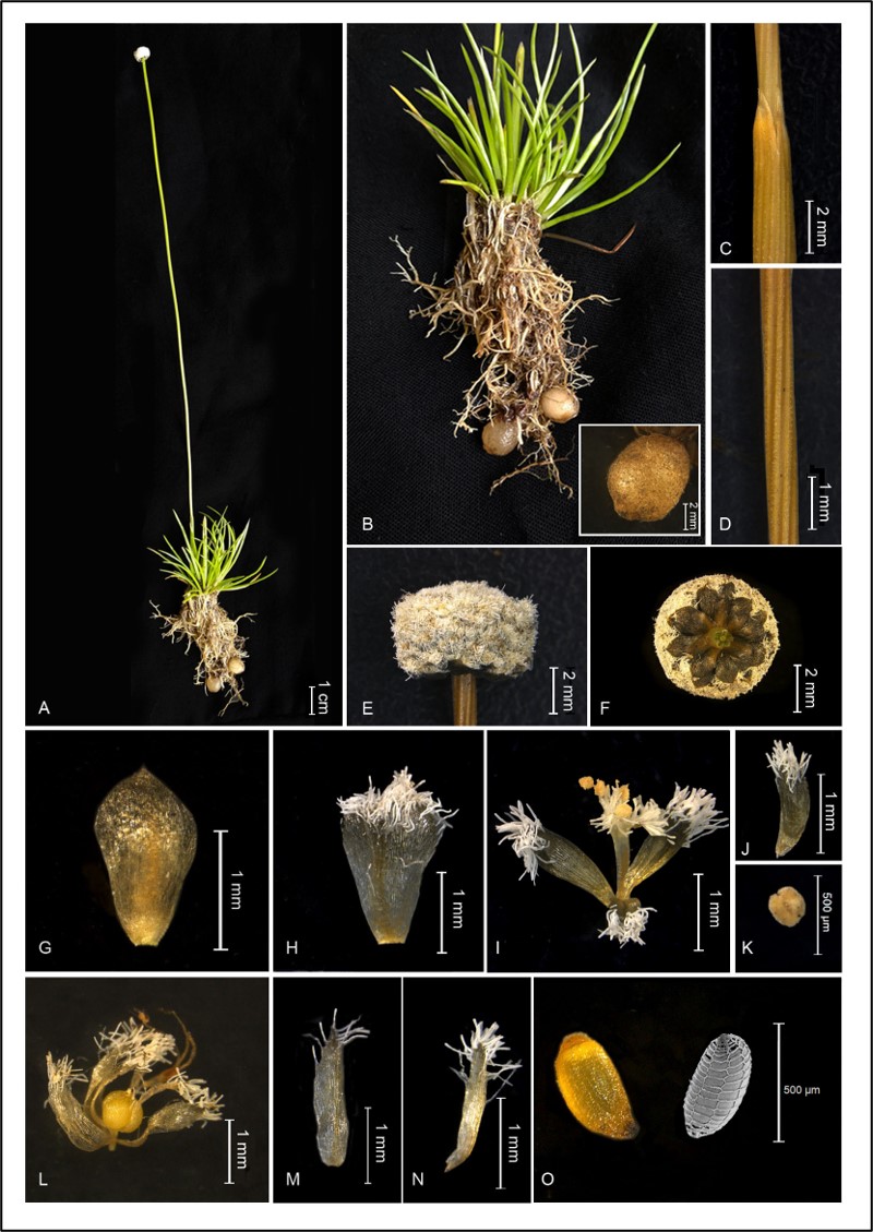 Field image of plant included in article