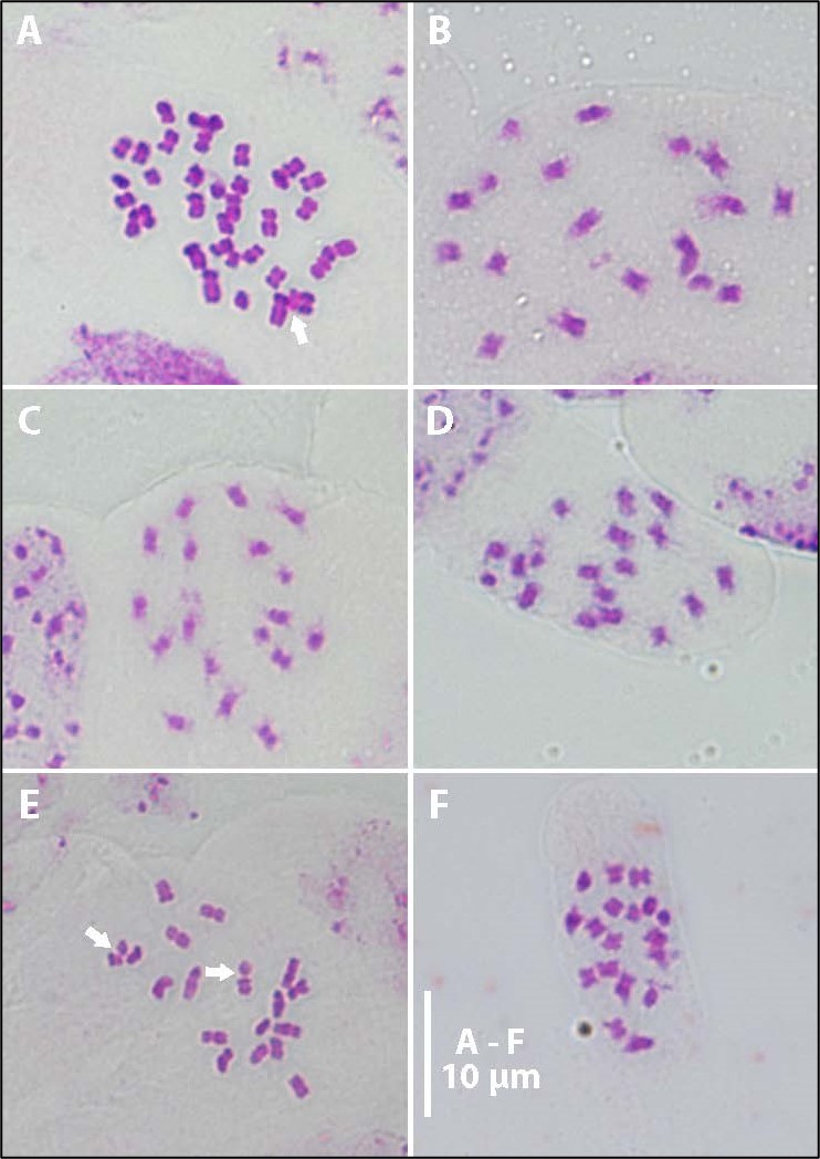 Image of chromosomes included in paper