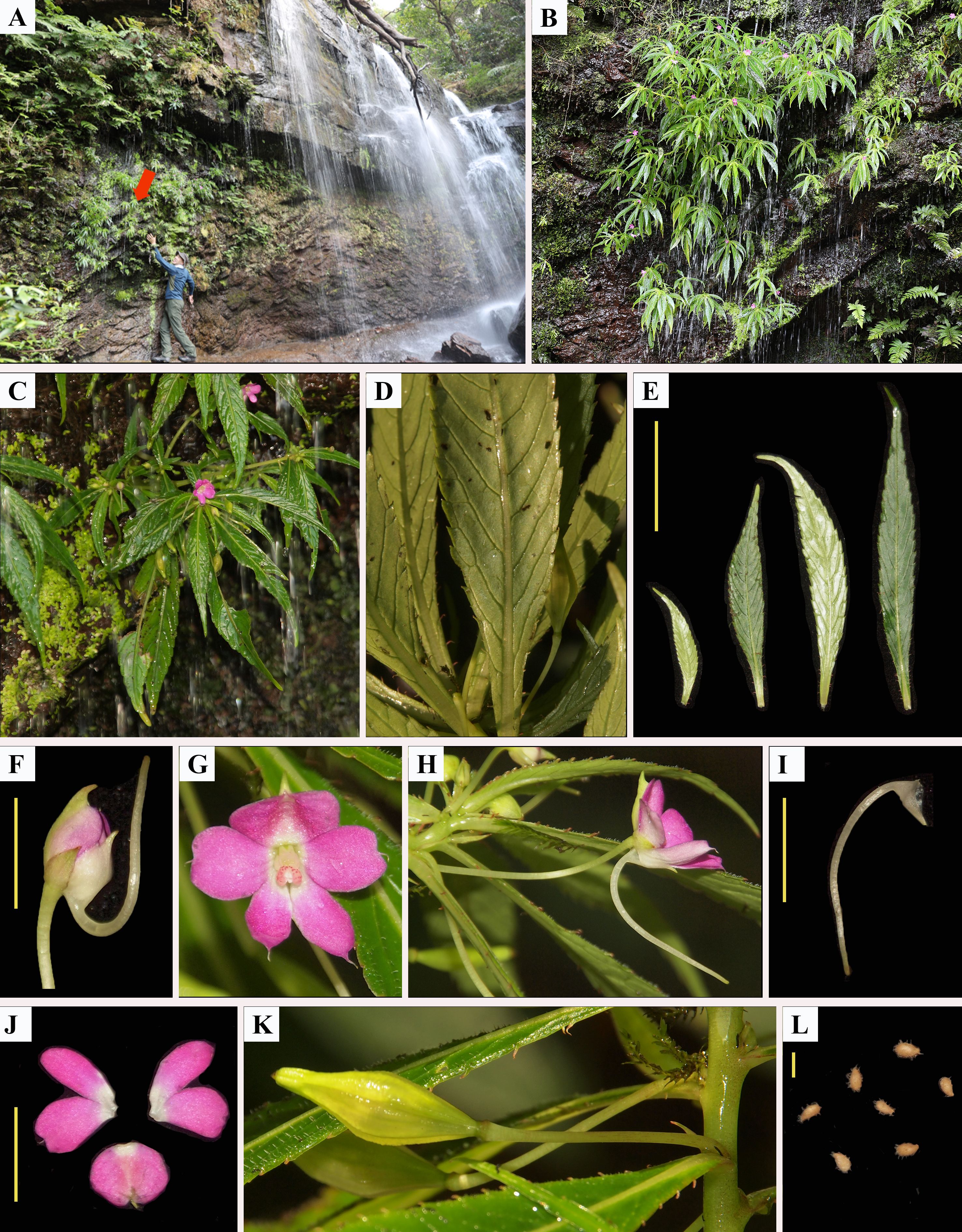 Field image of plant included in article