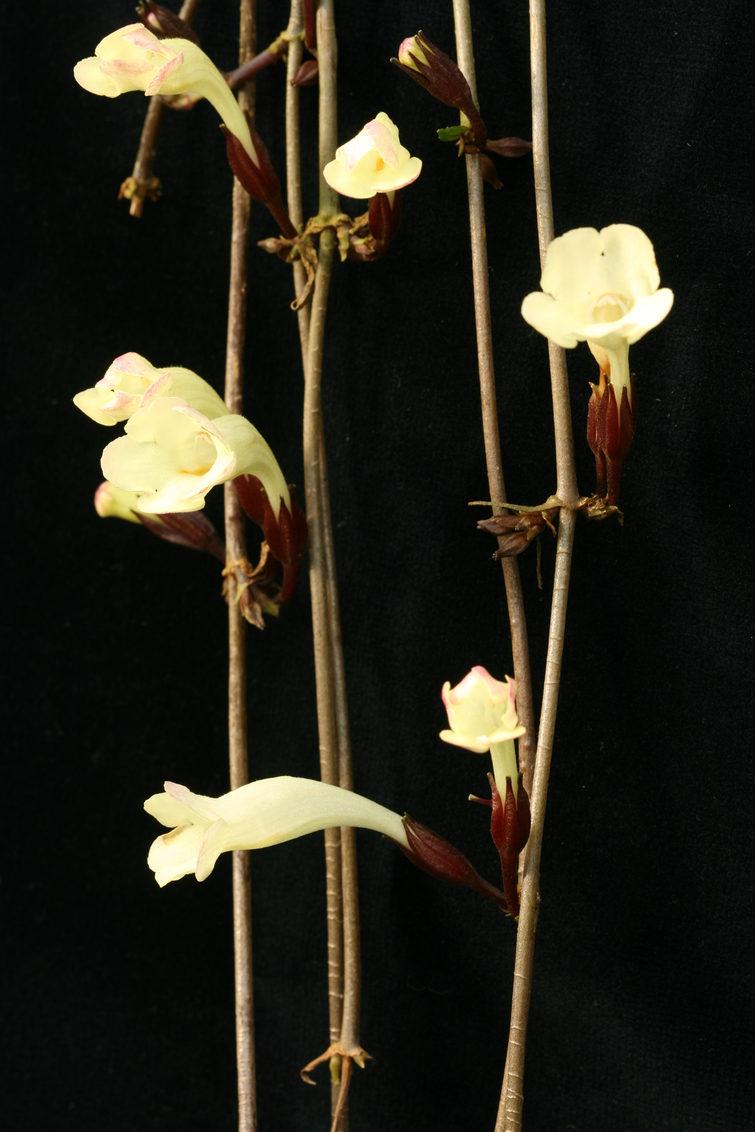 Cyrtandra luteiflora