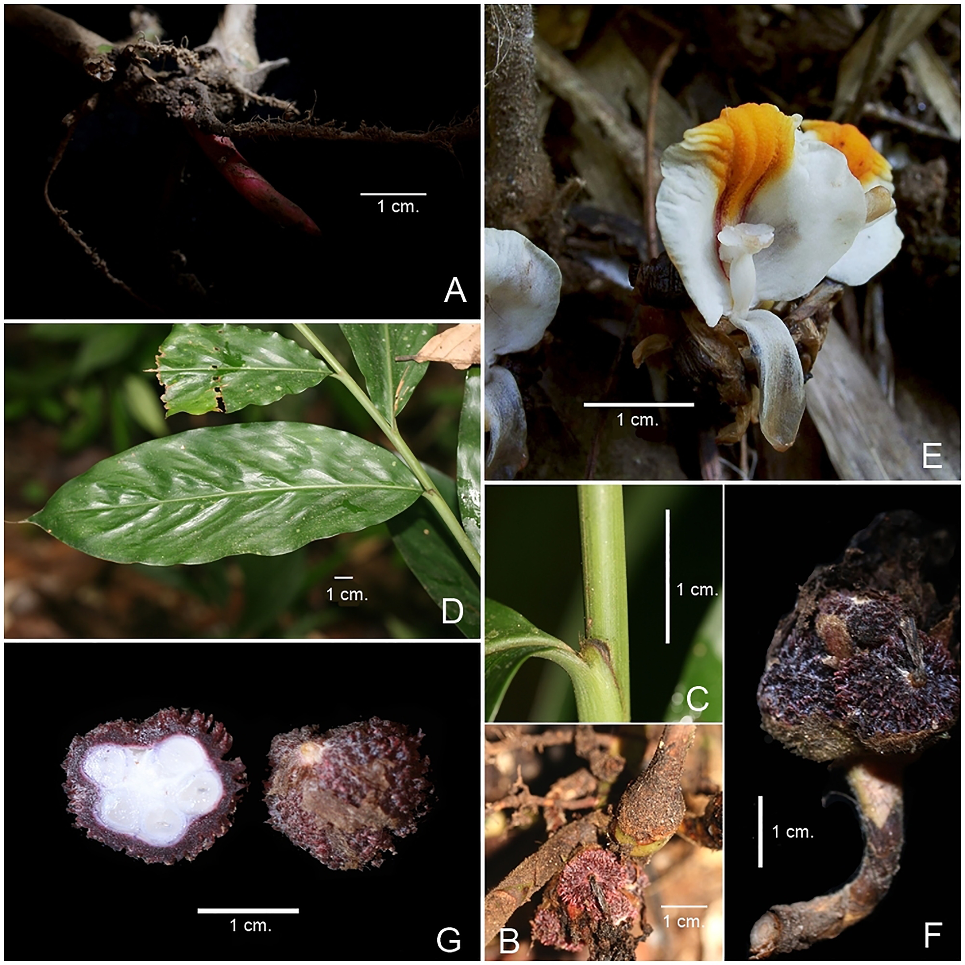 Photograph of the new species Wurfbainia yingyongii including young leafy shoot, pseudostem base, ligule, leaves, inflorescence, infructescence and cross section of fruit