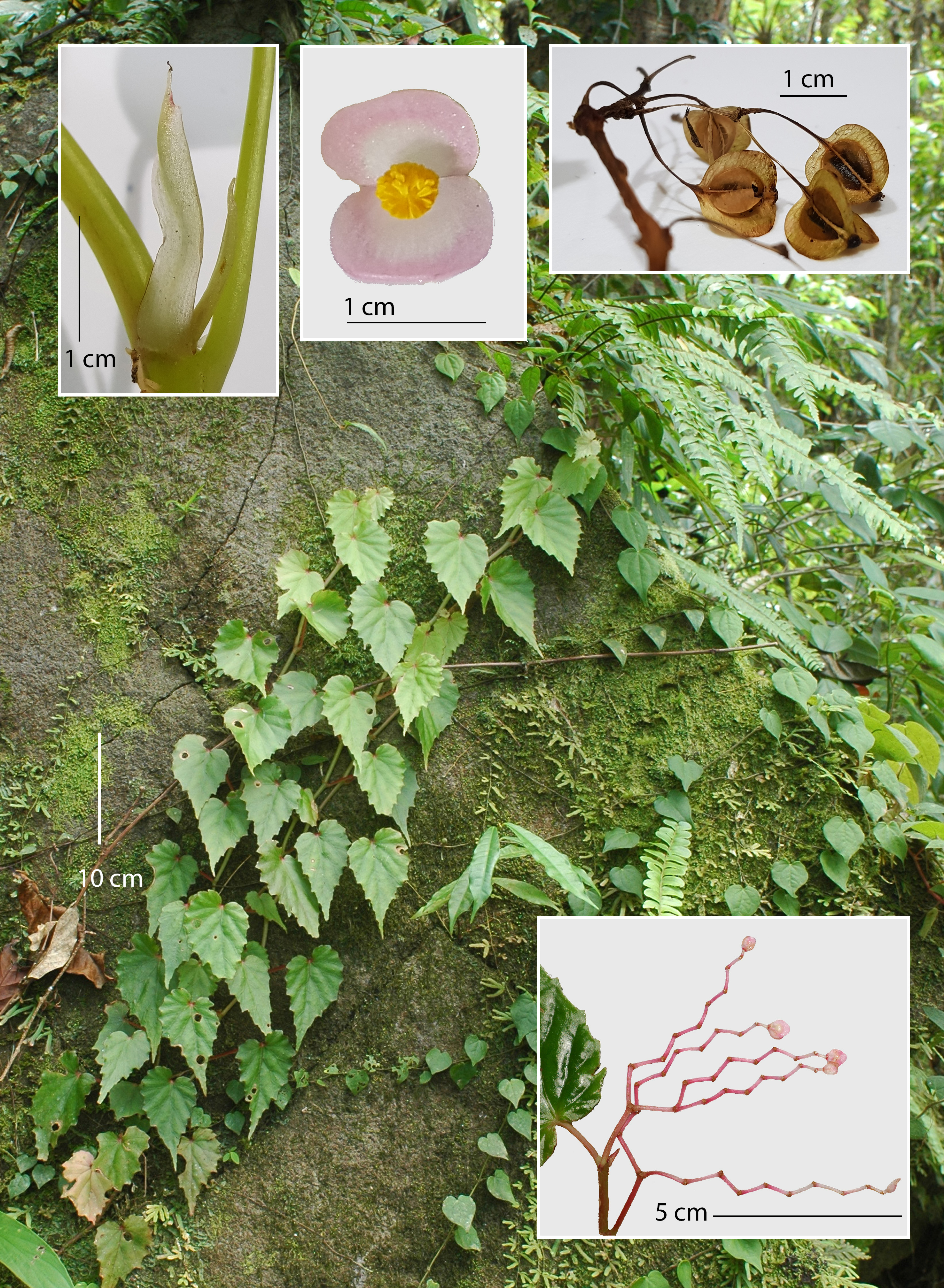 A photograph of Begonia hemicardia