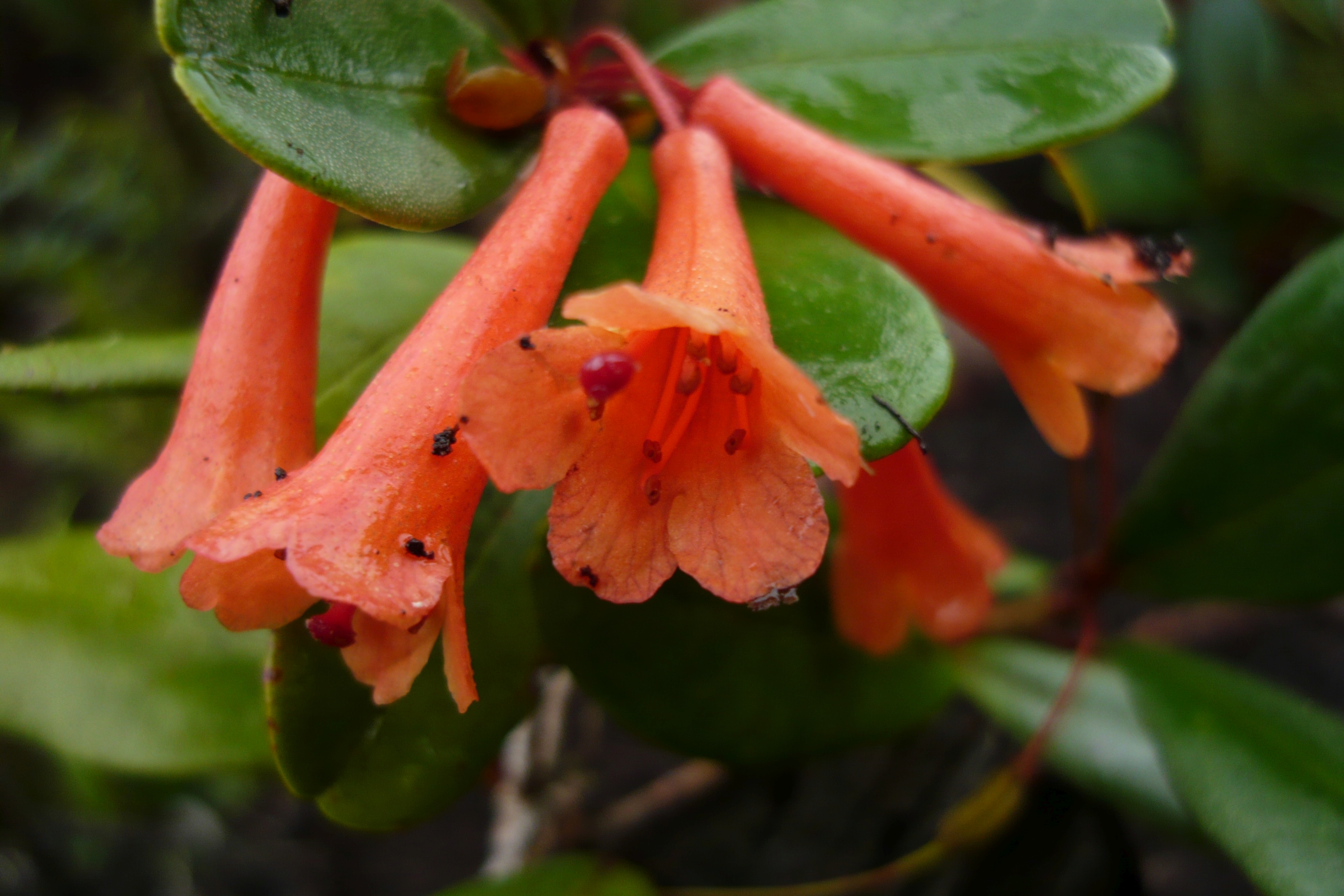 A photograph of the inflorescence of Rhododendron benomense
