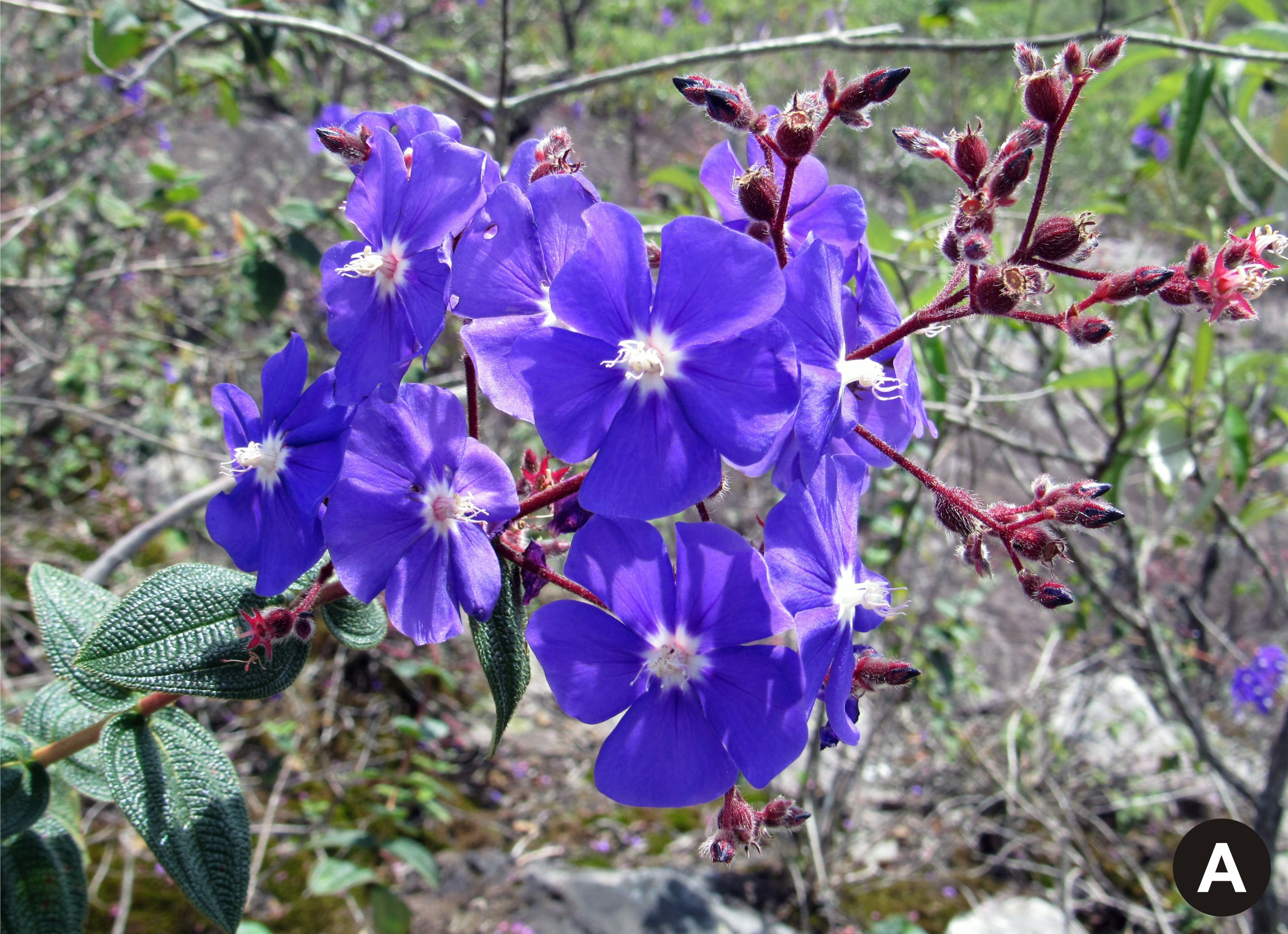 A photograph of Pleroma caetanoi in the field with purple petals
