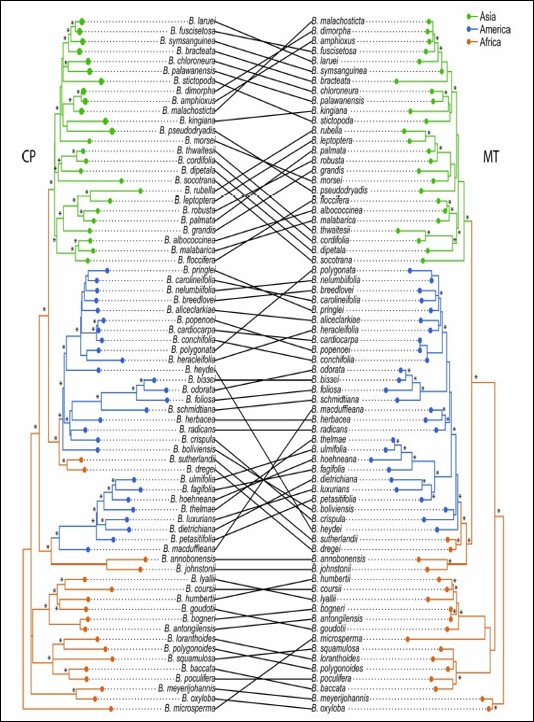 A tanglegram of Begonia phylogenies