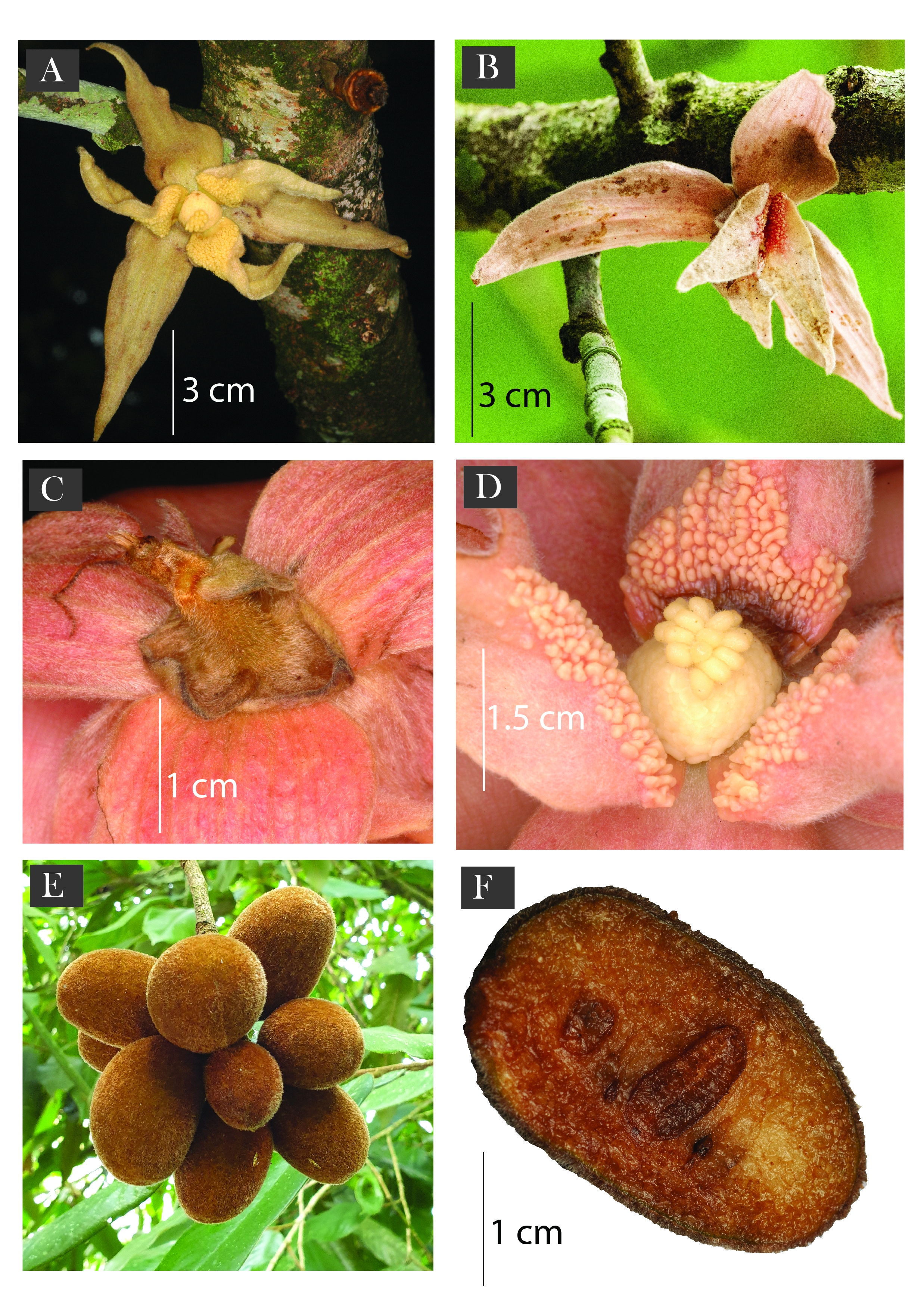 An image from the paper showing flowers and fruit of the new species