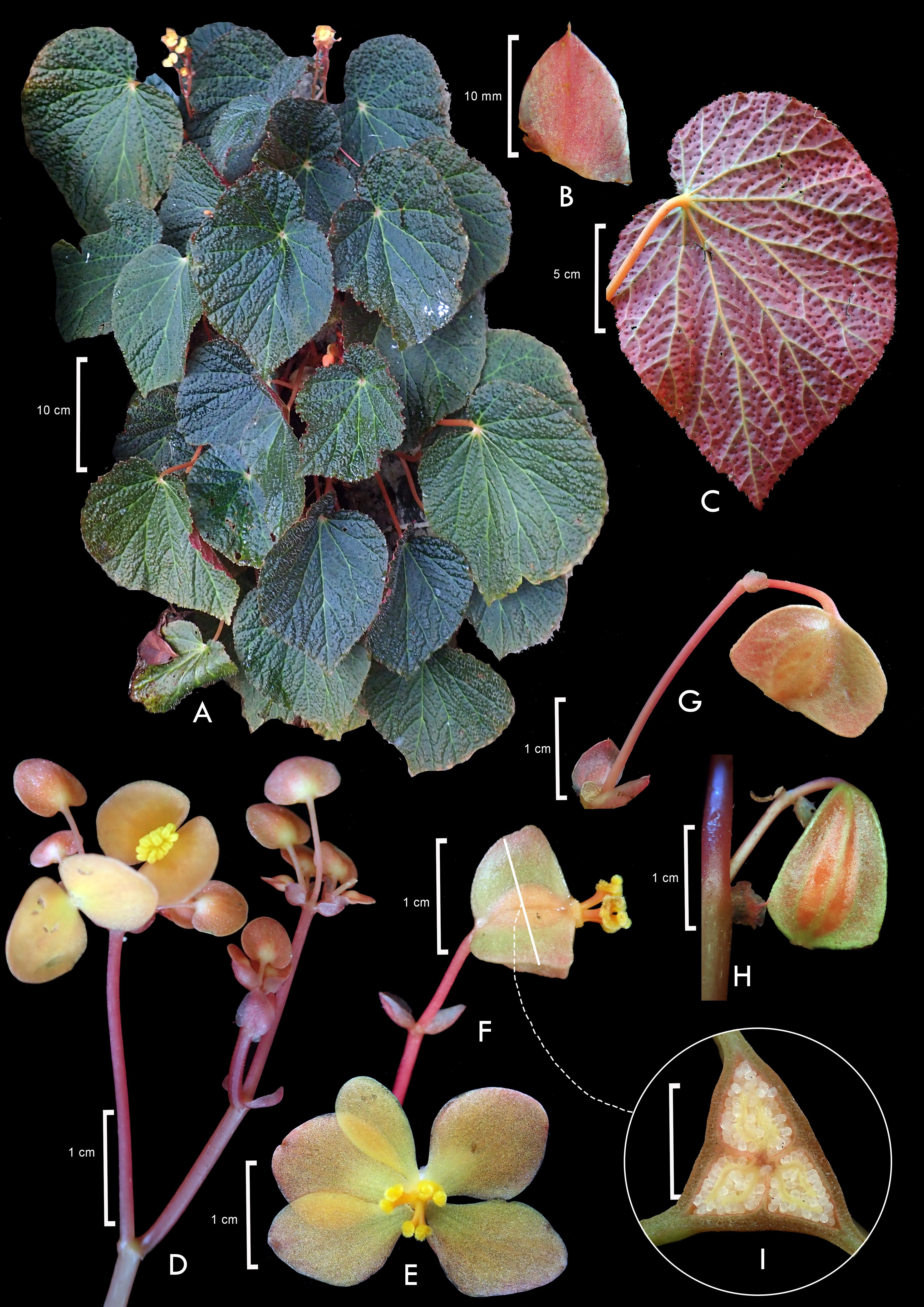 An image of a Begonia included in the paper