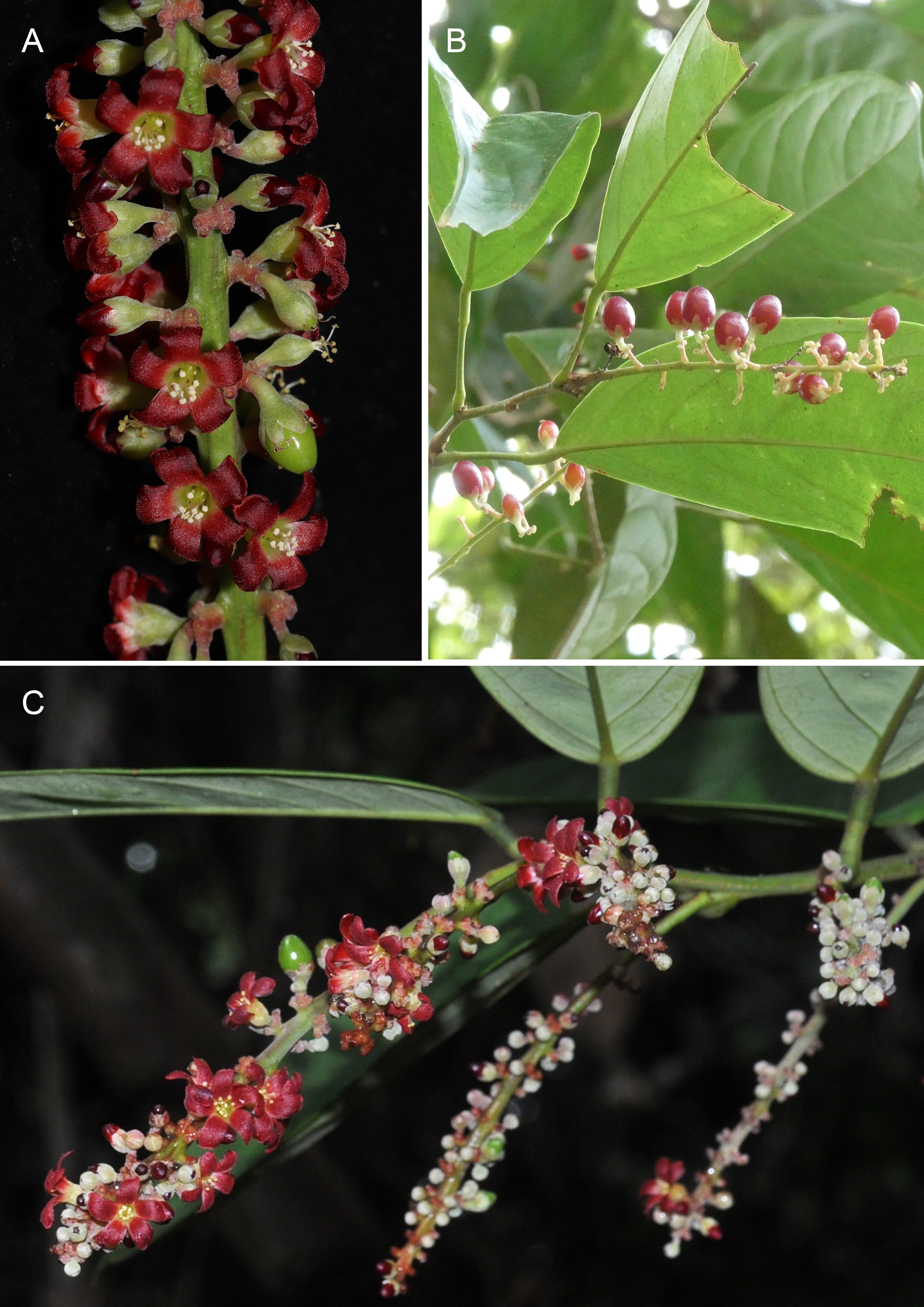 An image from the paper