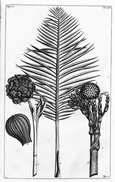 Nypa fruticans illustration from Rumphius publication