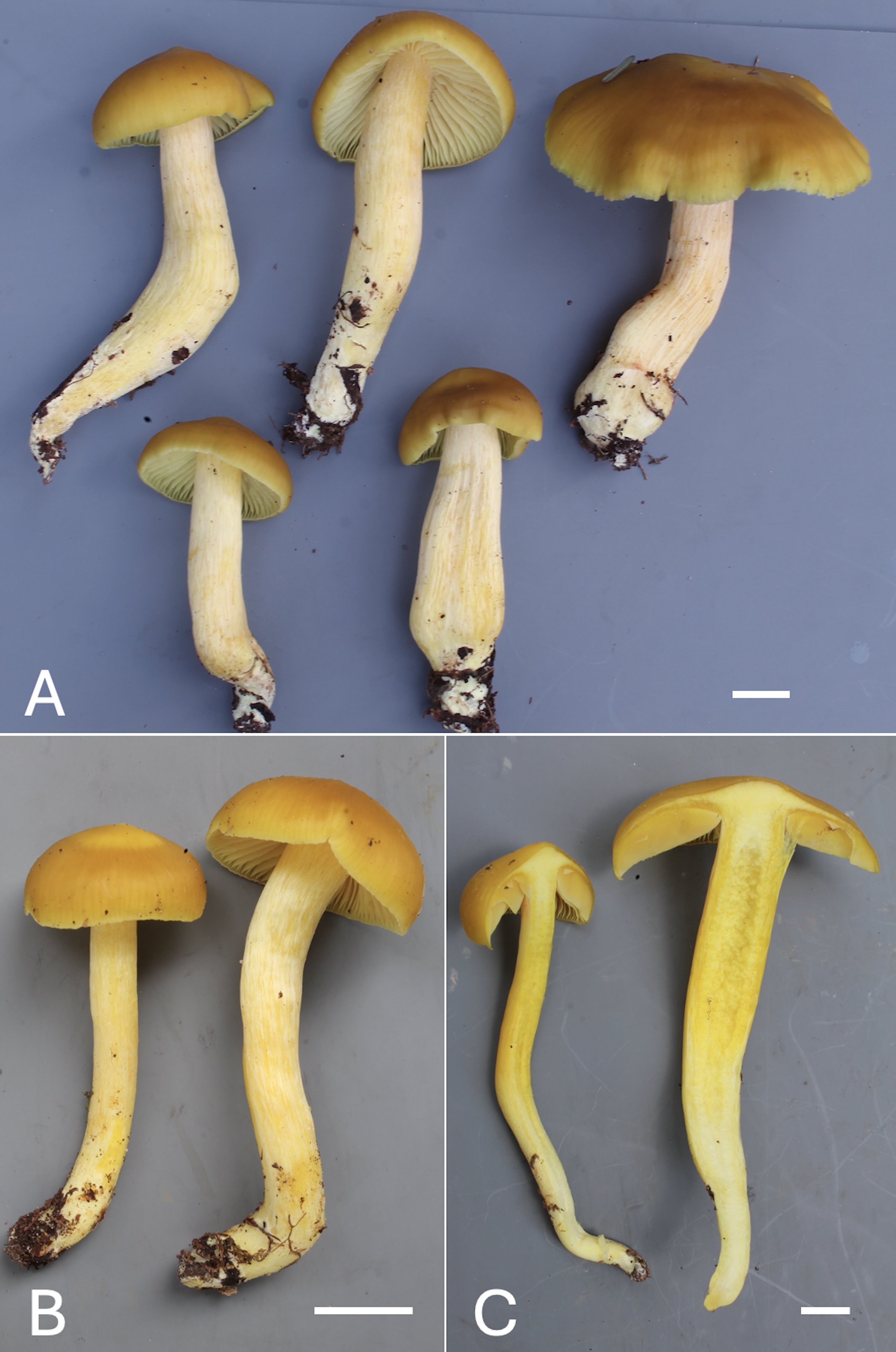 An image from the paper