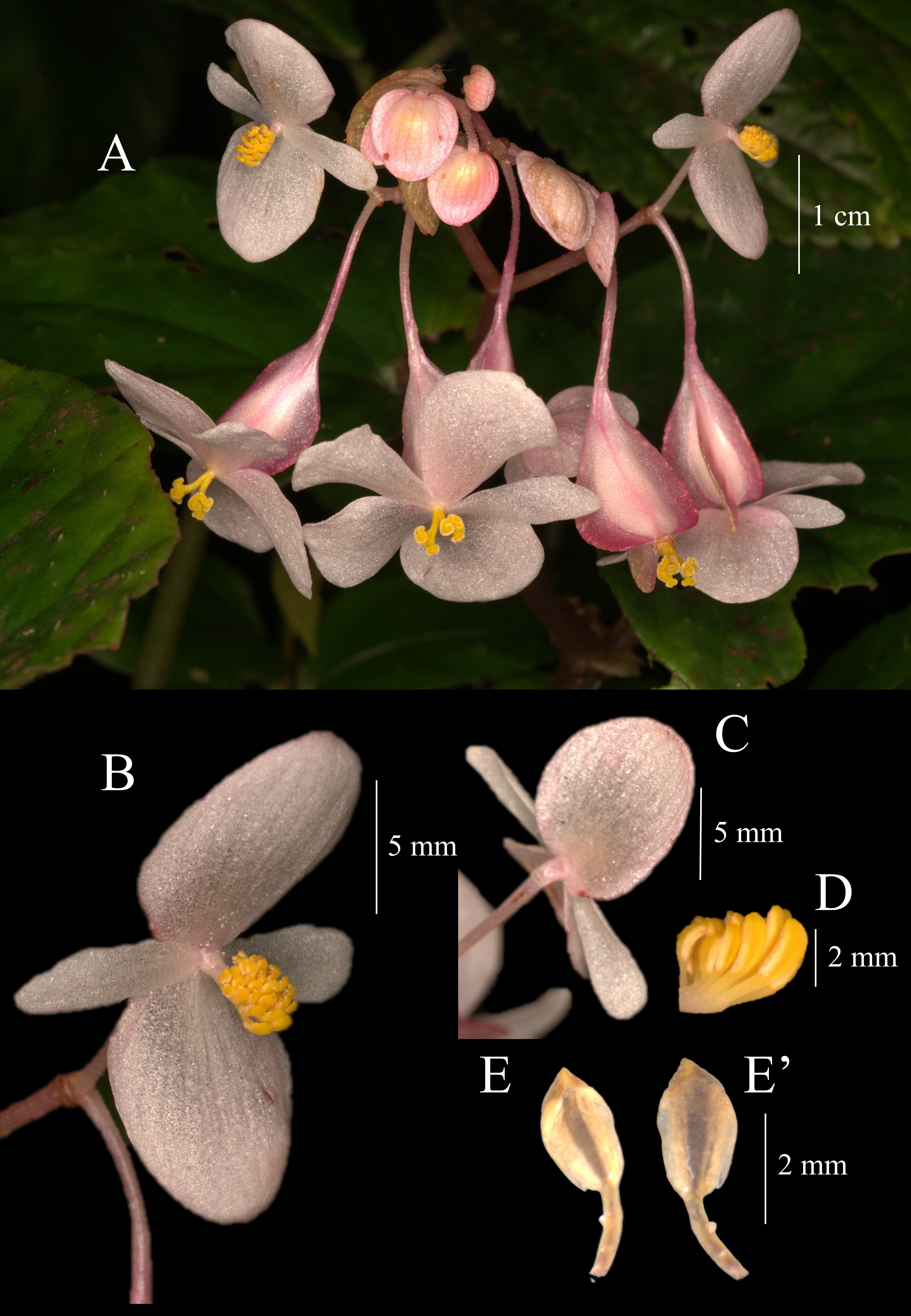 An image from the publication