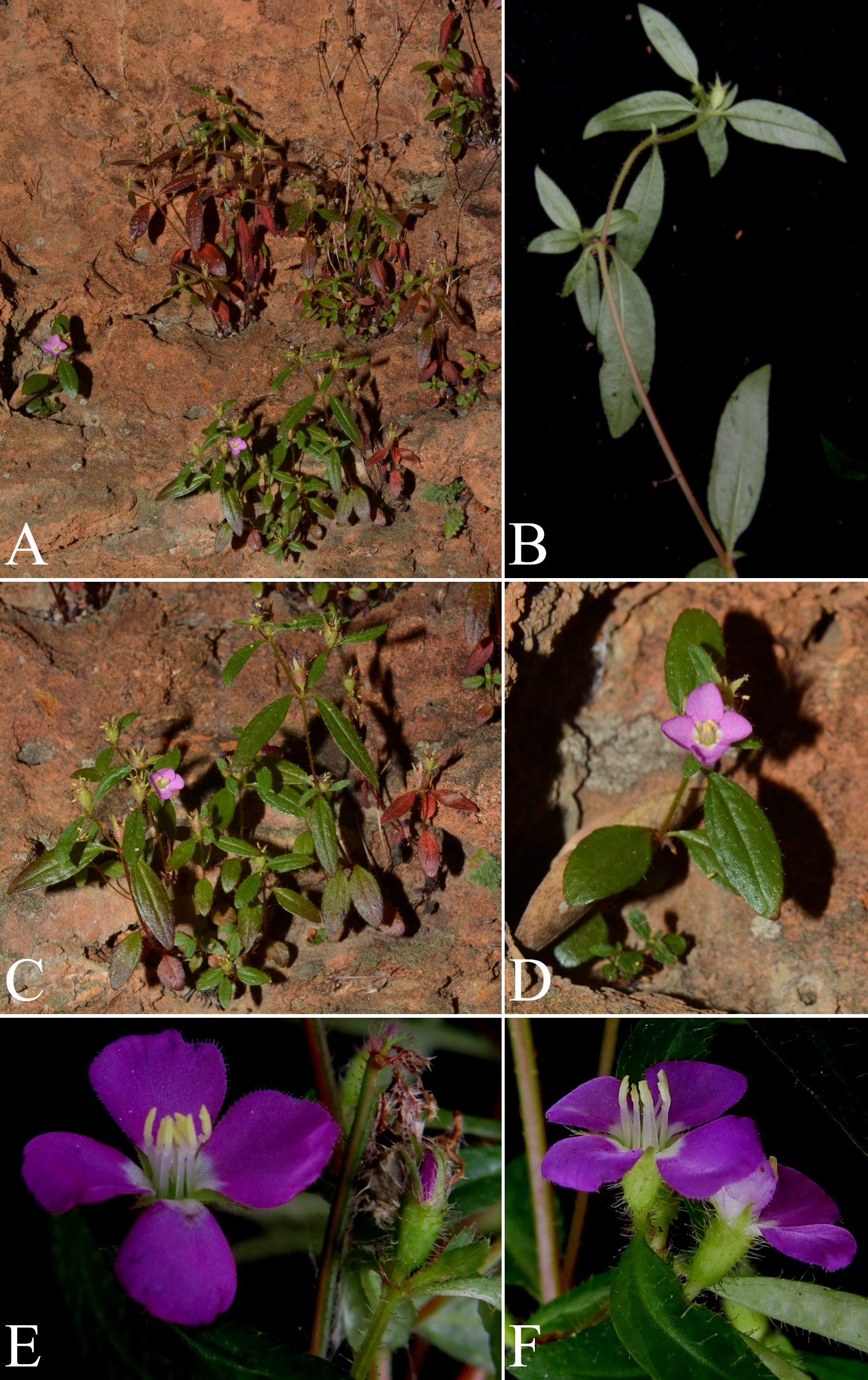 An image from the paper