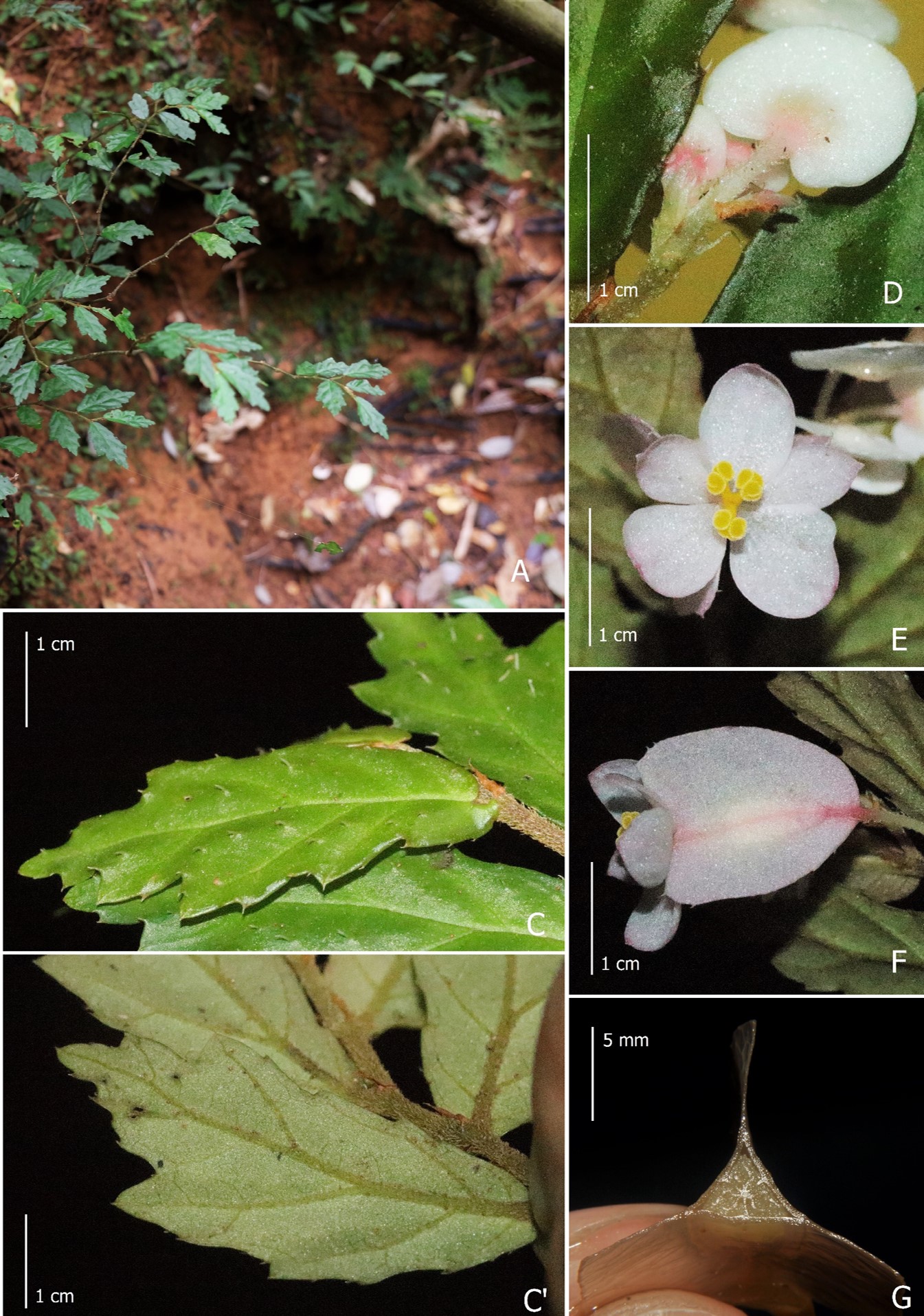 A photograph of Begonia naemma