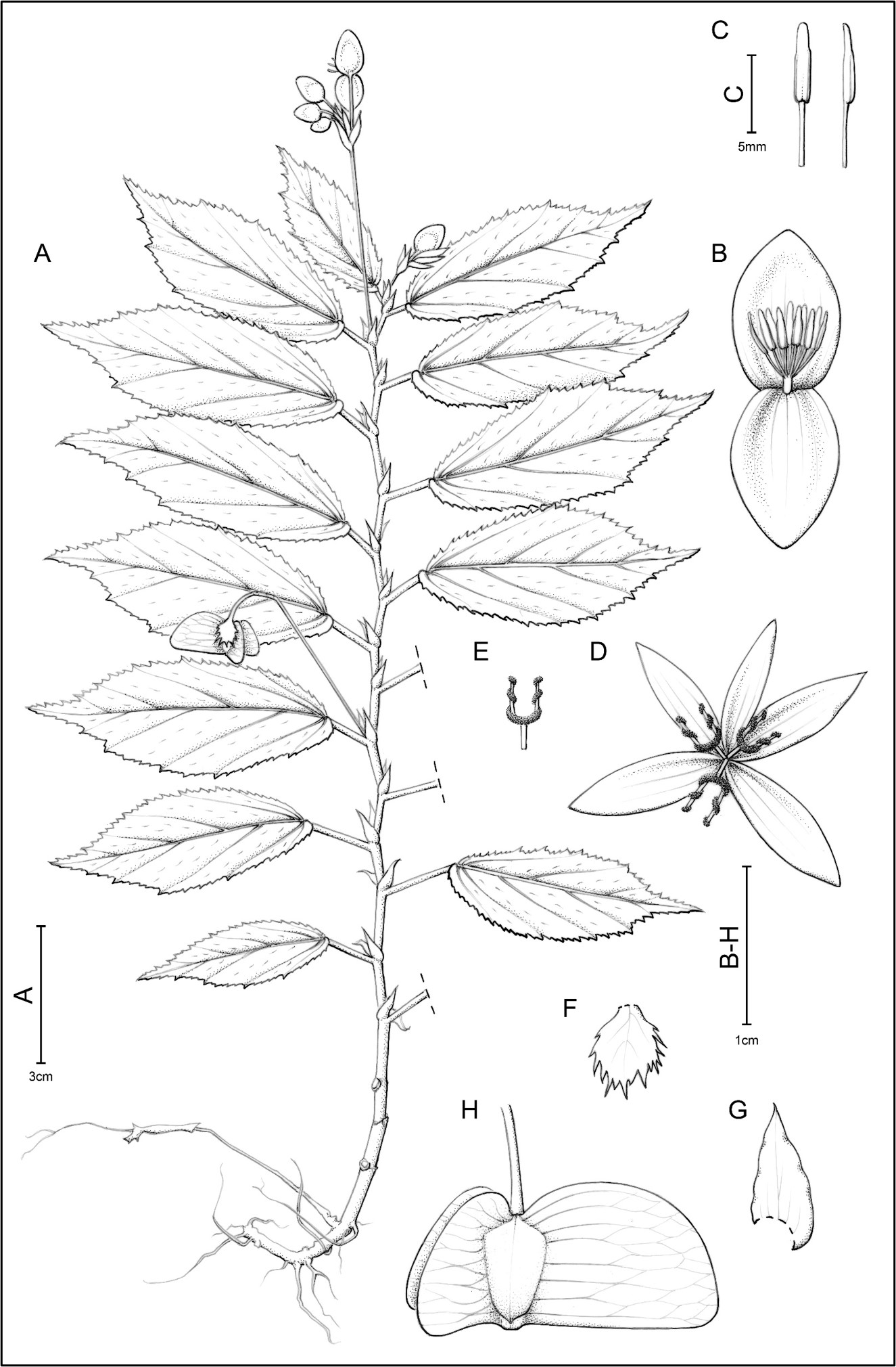 An illustration of Begonia galea