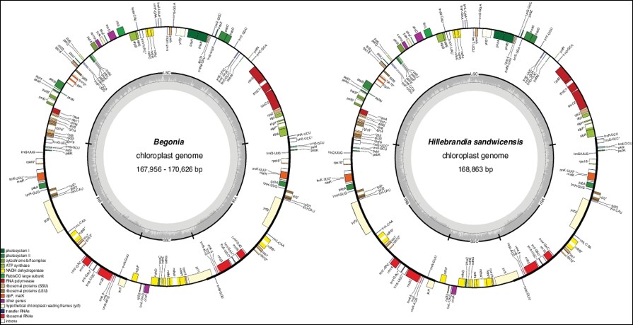 A gene map of Begonia and Hillebrandia